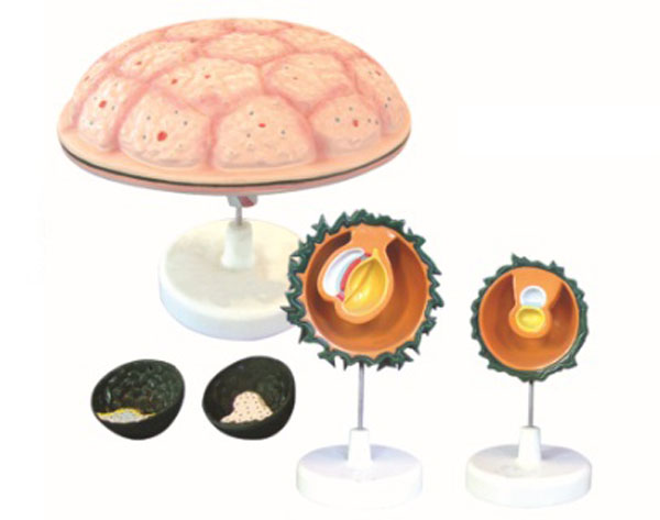 胎兒附屬物模型.jpg